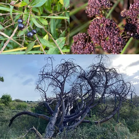 아파트 Reumann De Schelp 5 *